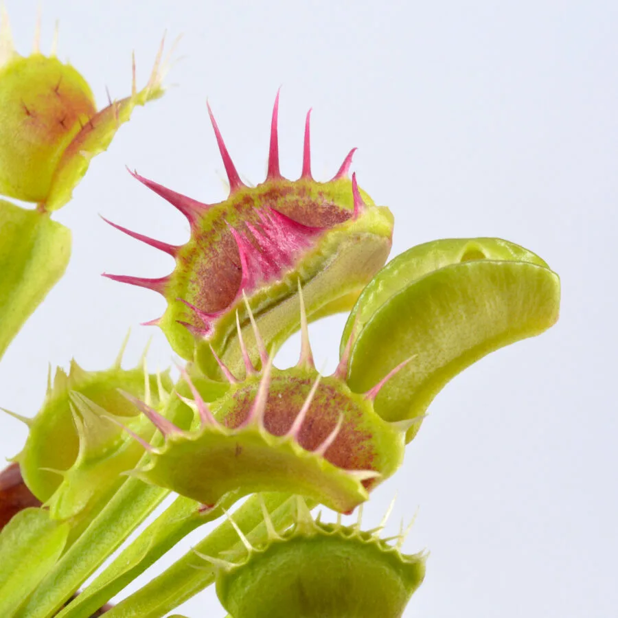 Dionaea muscipula "Stiletto" – Bild 2