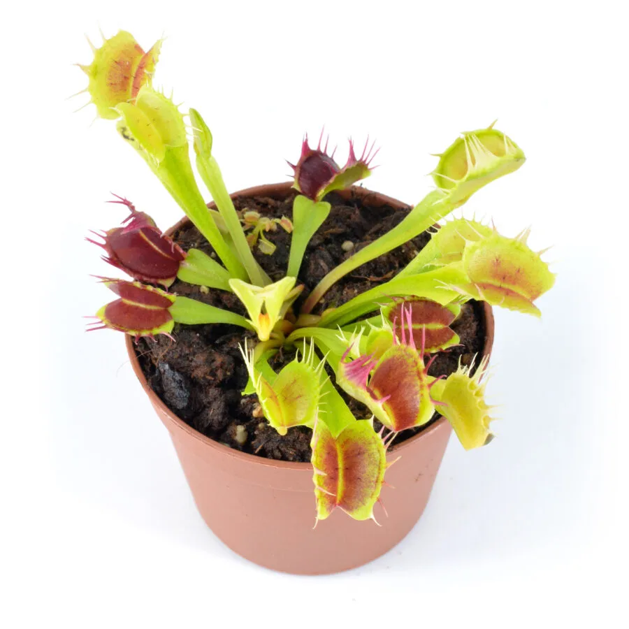 Dionaea muscipula "Stiletto" – Bild 5