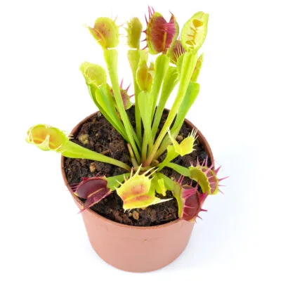 Dionaea muscipula "Stiletto"