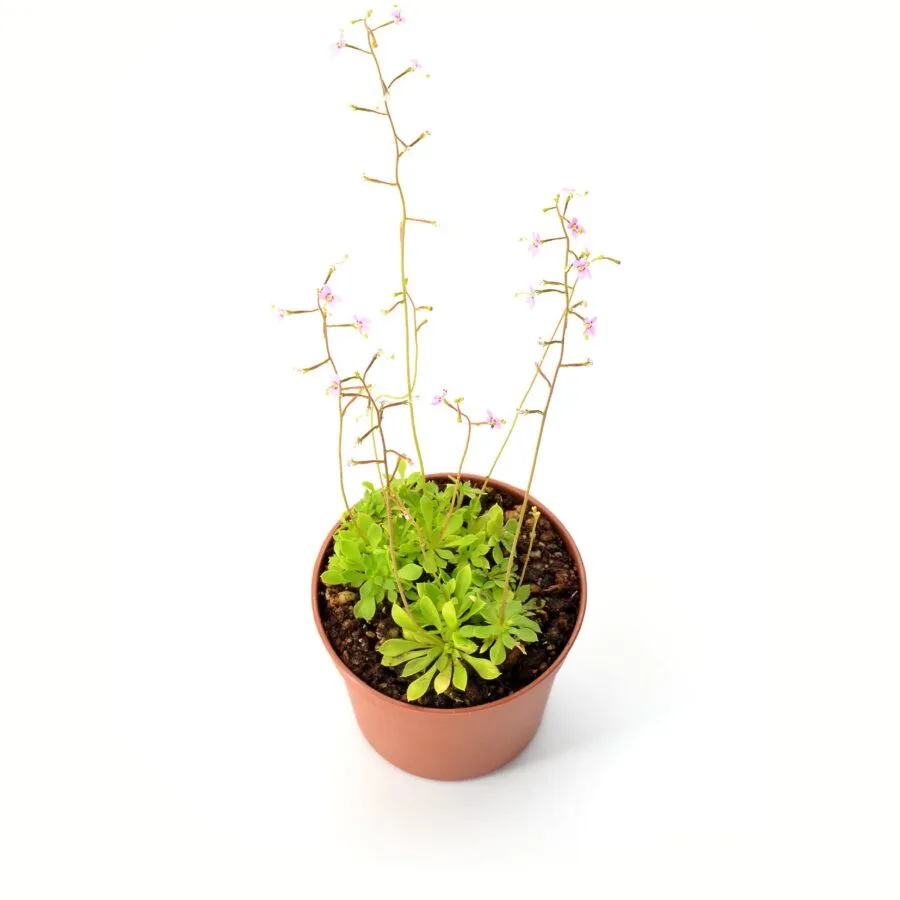 Stylidium debile