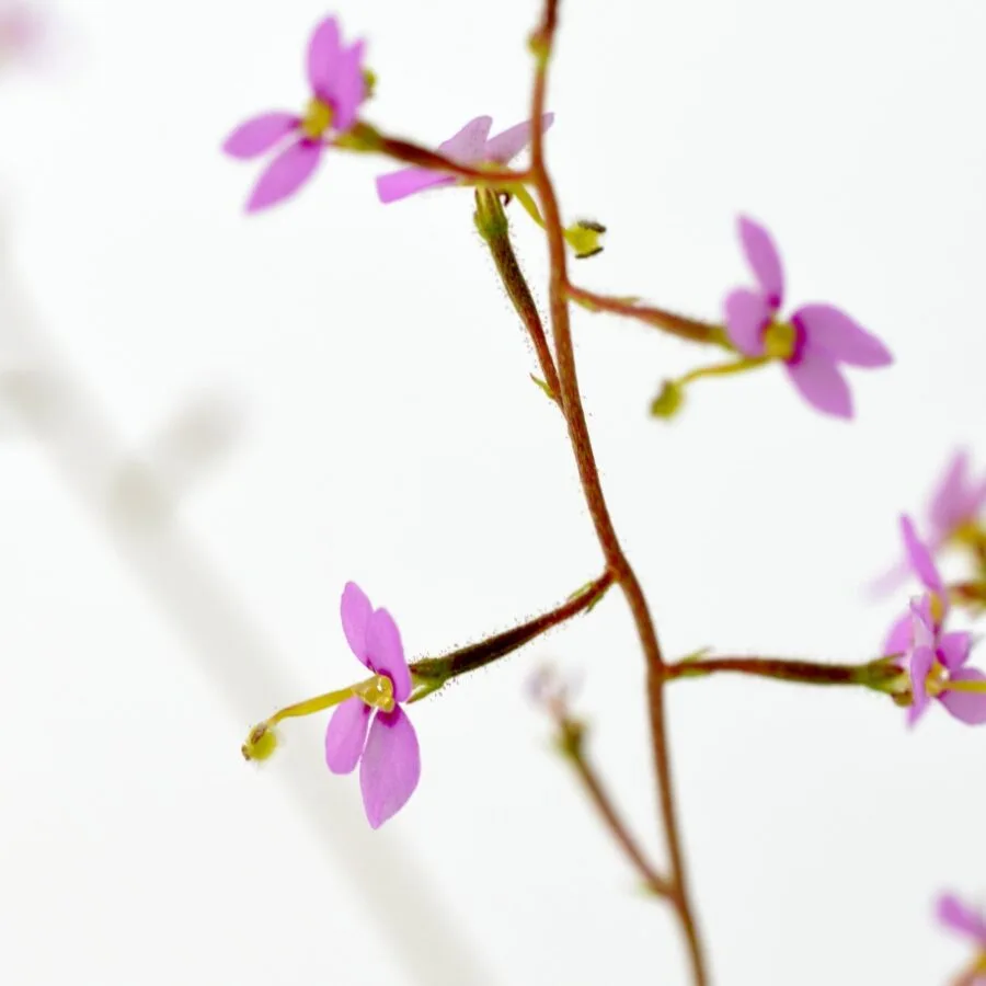 Stylidium debile – Bild 2