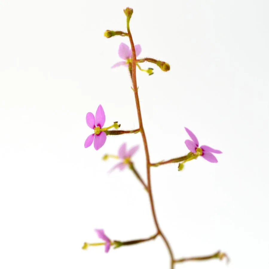 Stylidium debile – Bild 3