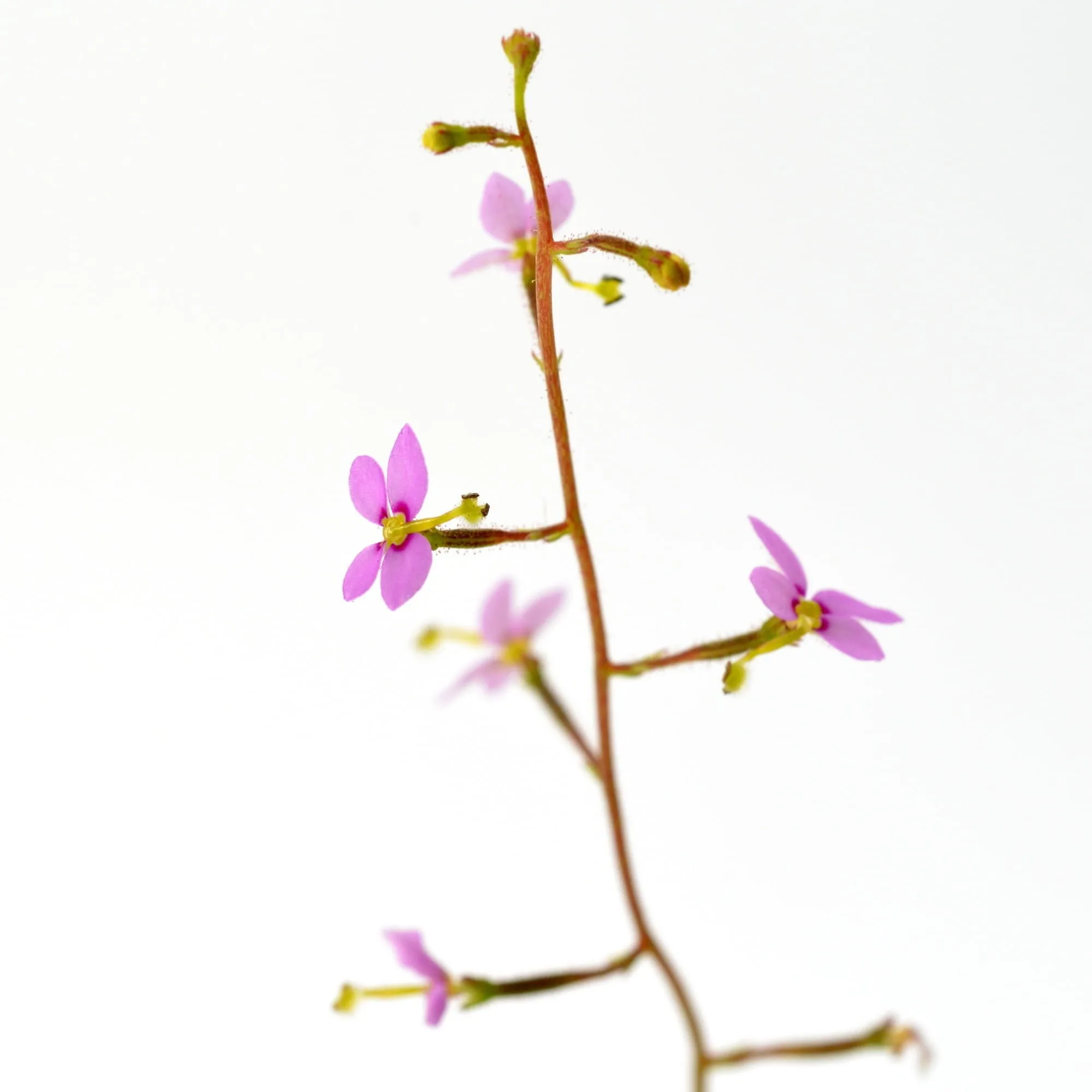 Stylidium debile