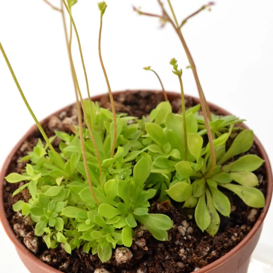 Stylidium debile – Bild 4