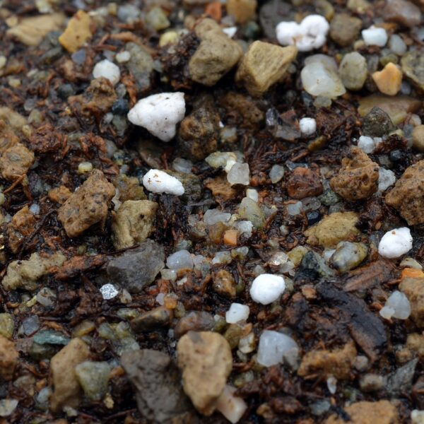 Substrate for Cephalotus