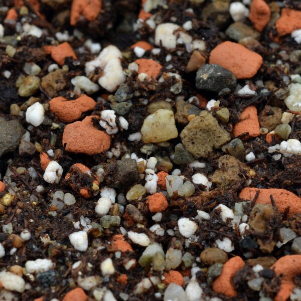 Substrate for Cephalotus (premium)