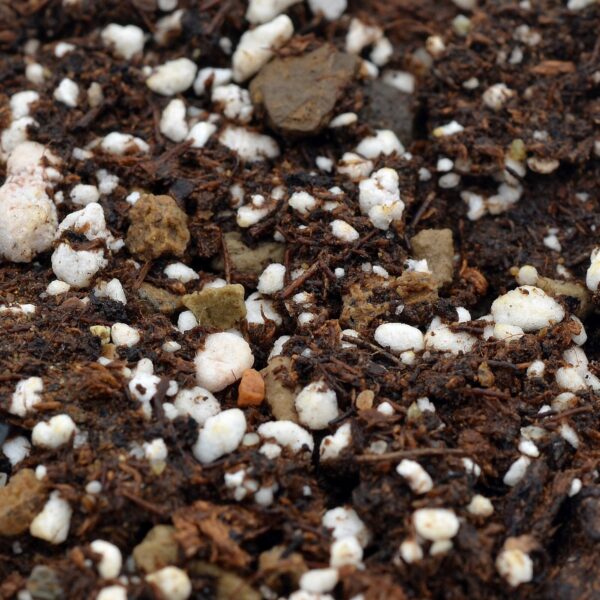 Substrate for Heliamphora