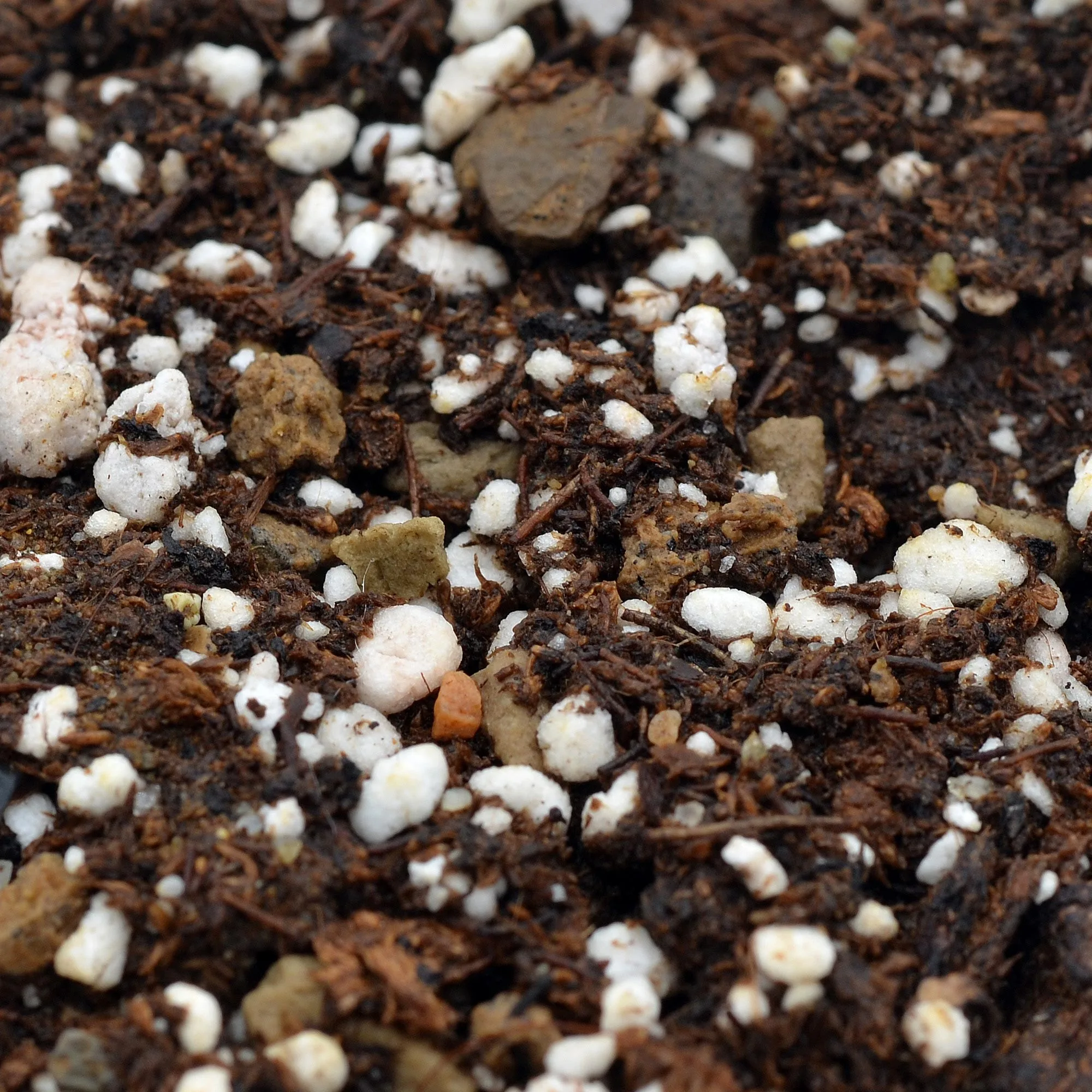 Substrate for Heliamphora