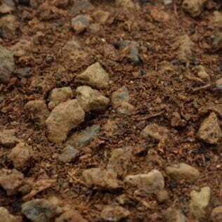 Substrate for Pinguicula