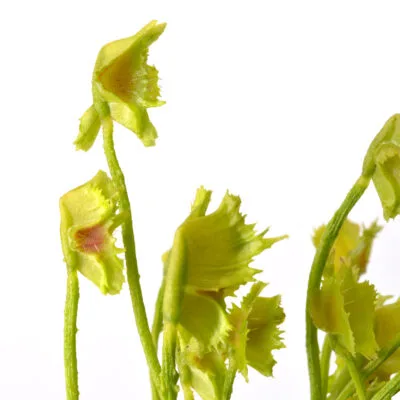 Dionaea muscipula "Tower of Madness"