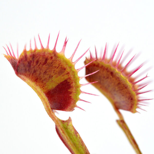 Type-Fused-Spotted'
