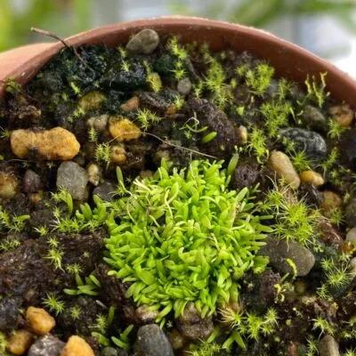 Utricularia bisquamat