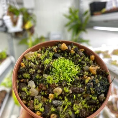 Utricularia bisquamata5 Utricularia bisquamat