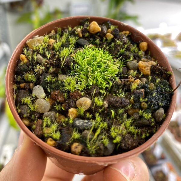 Utricularia bisquamat