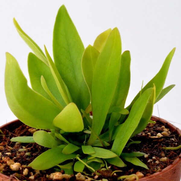 Utricularia longifolia