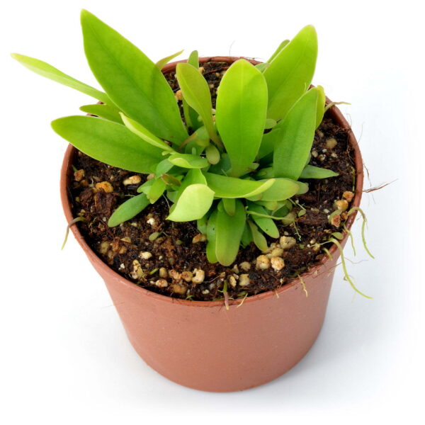 Utricularia longifolia