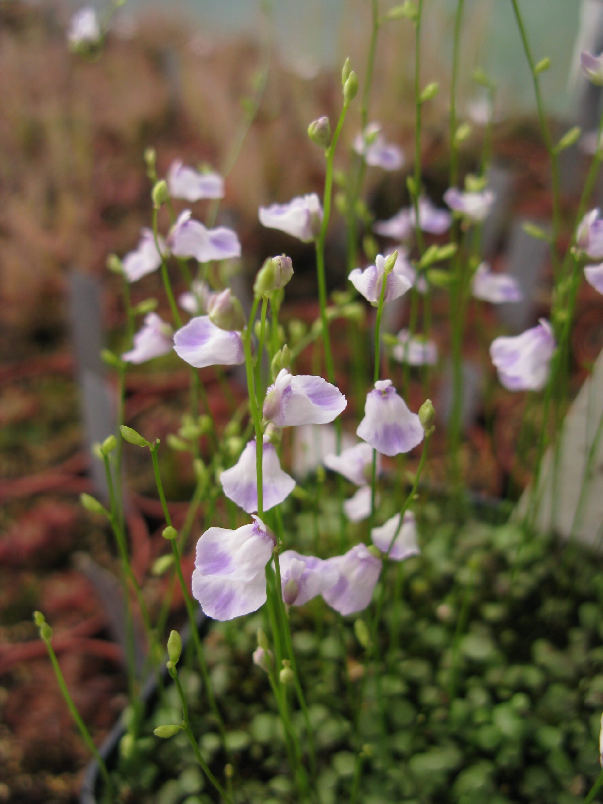 Utricularia