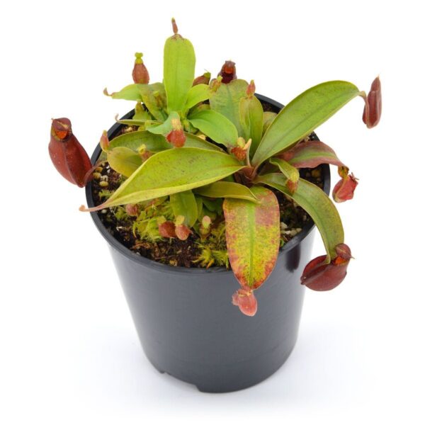 Big pot: Nepenthes x "Vamp 4"