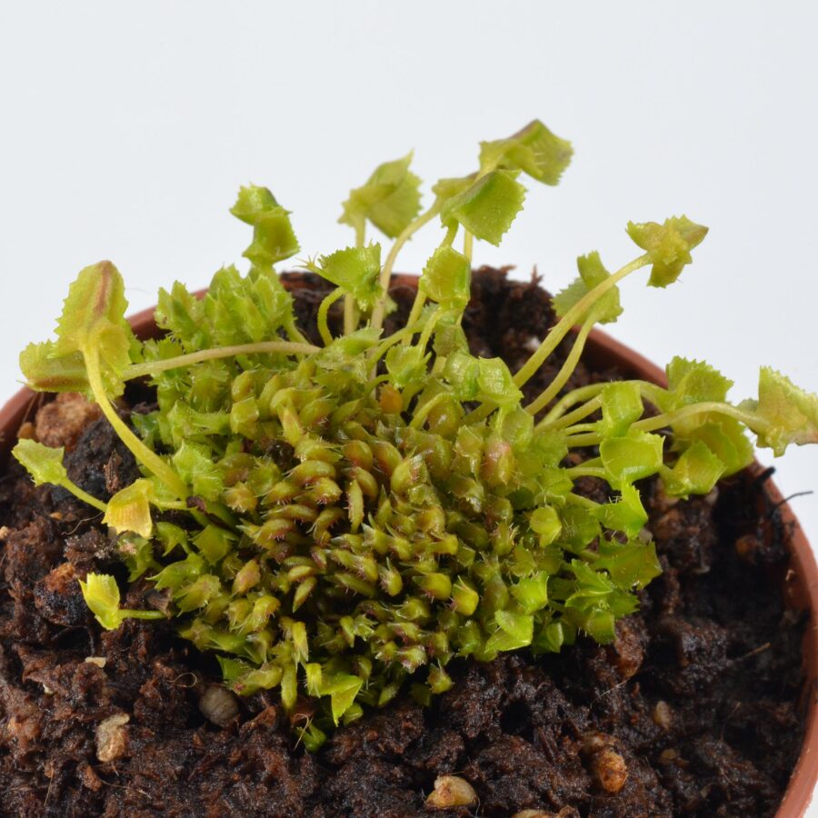 Dionaea Muscipula "Whac-A-Mole" - Image 7