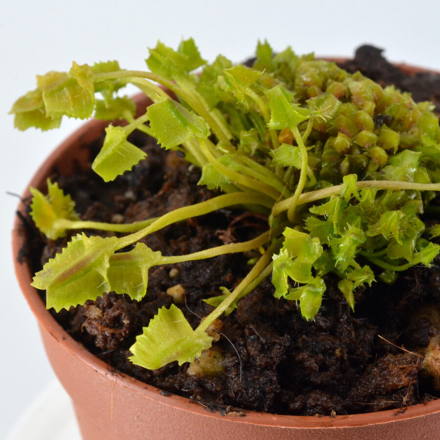 Dionaea Muscipula "Whac-A-Mole" - Image 6