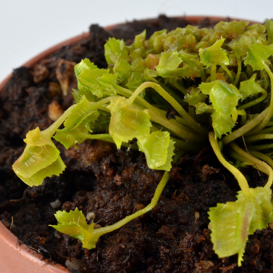 Dionaea Muscipula "Whac-A-Mole" - Image 5