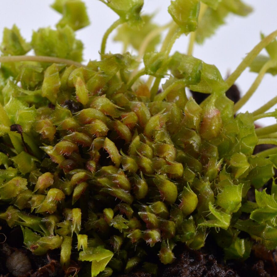 Dionaea Muscipula "Whac-A-Mole" - Image 4