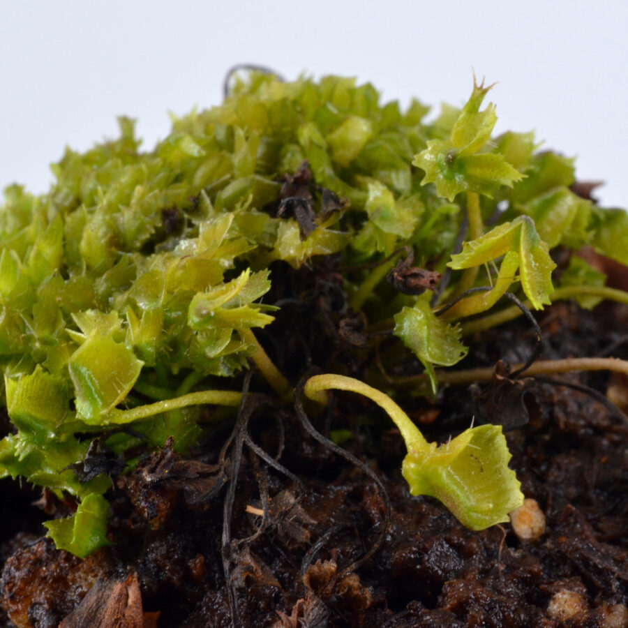 Dionaea Muscipula "Whac-A-Mole" - Image 3