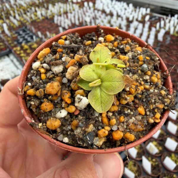 Pinguicula nahuelbutensis 