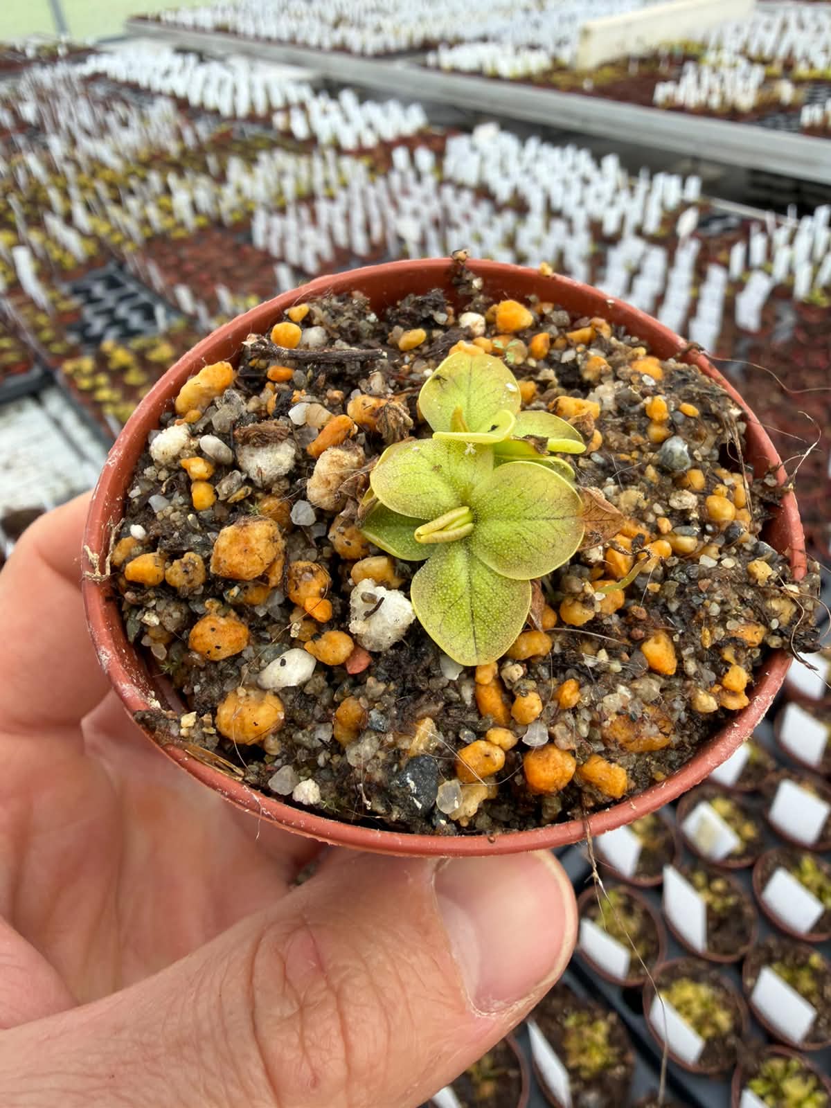 Pinguicula nahuelbutensis 
