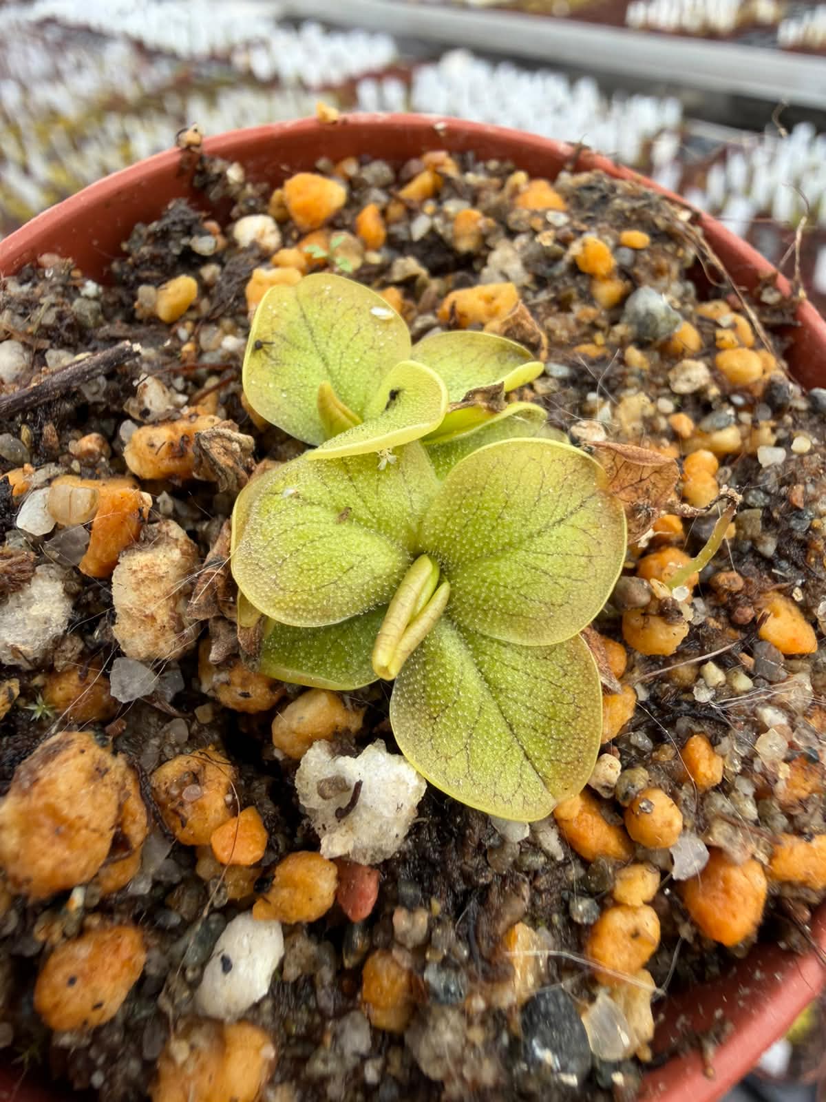 Pinguicula nahuelbutensis