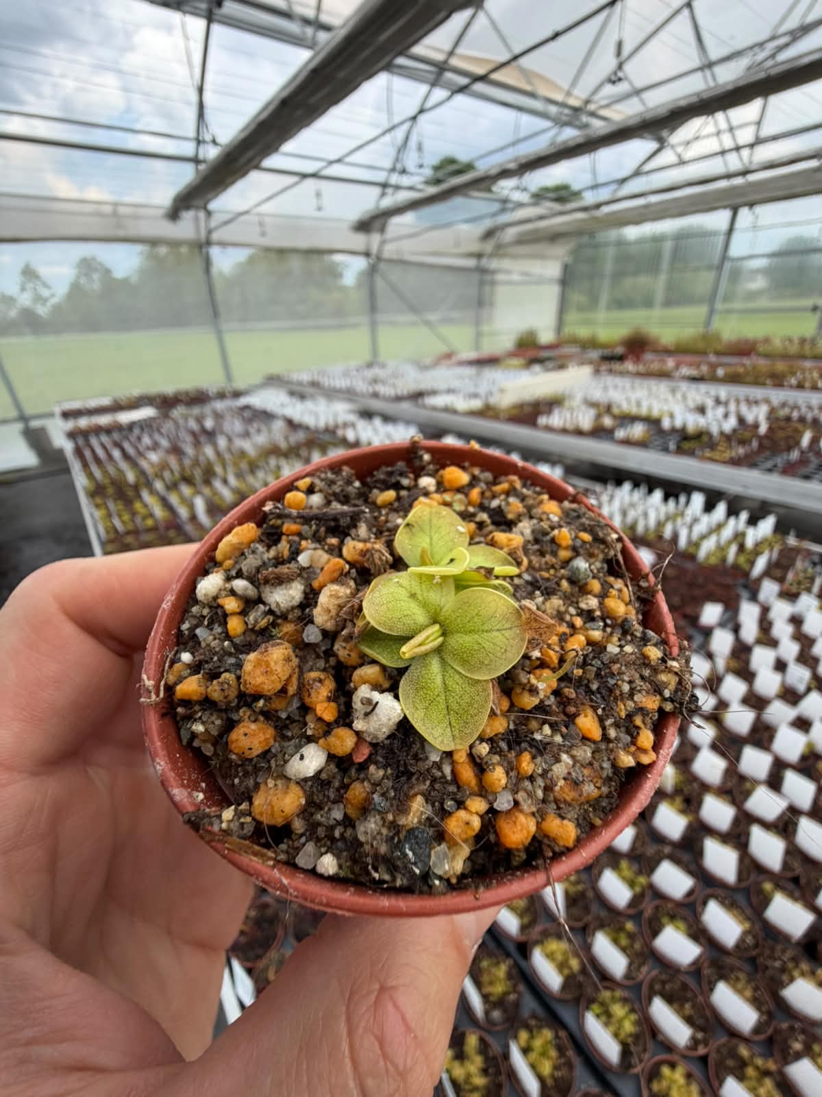Pinguicula nahuelbutensis
