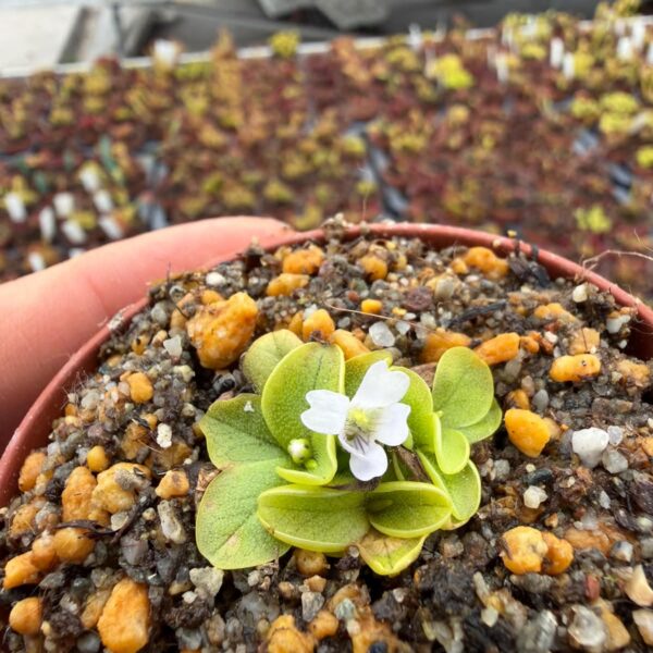 Pinguicula nahuelbutensis 