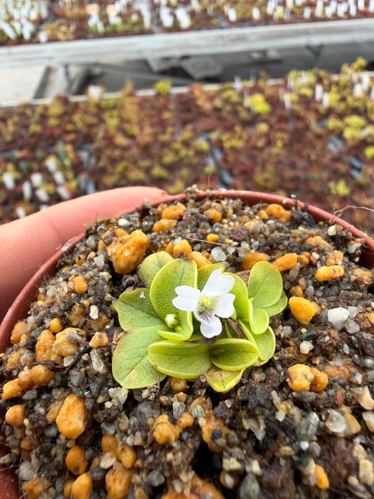 Pinguicula nahuelbutensis