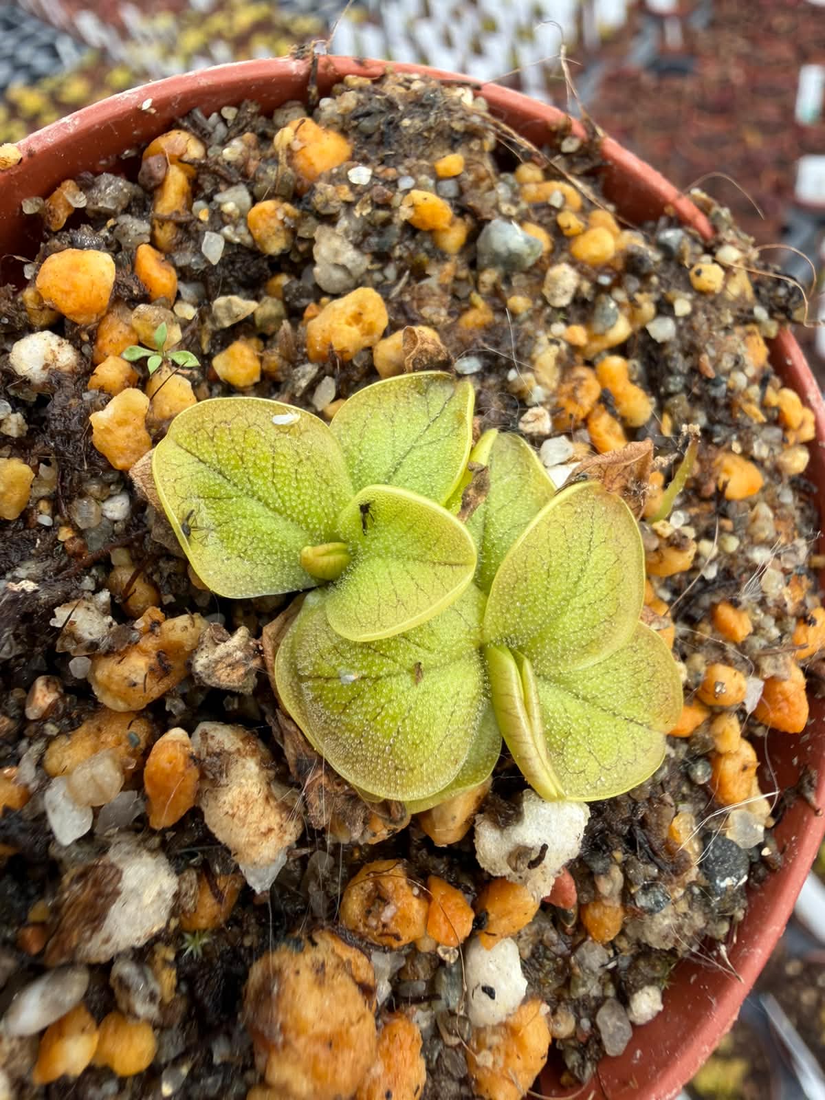 Pinguicula nahuelbutensis