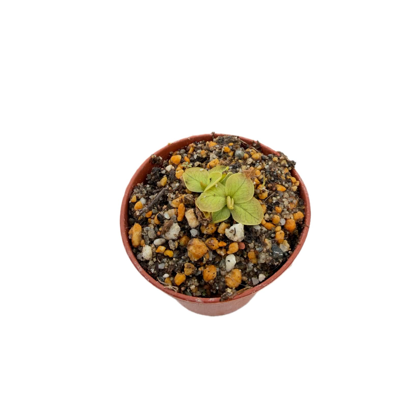 Pinguicula nahuelbutensis