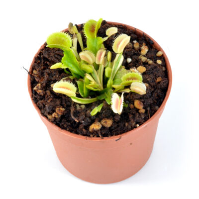 Dionaea muscipula "White Mamba II"