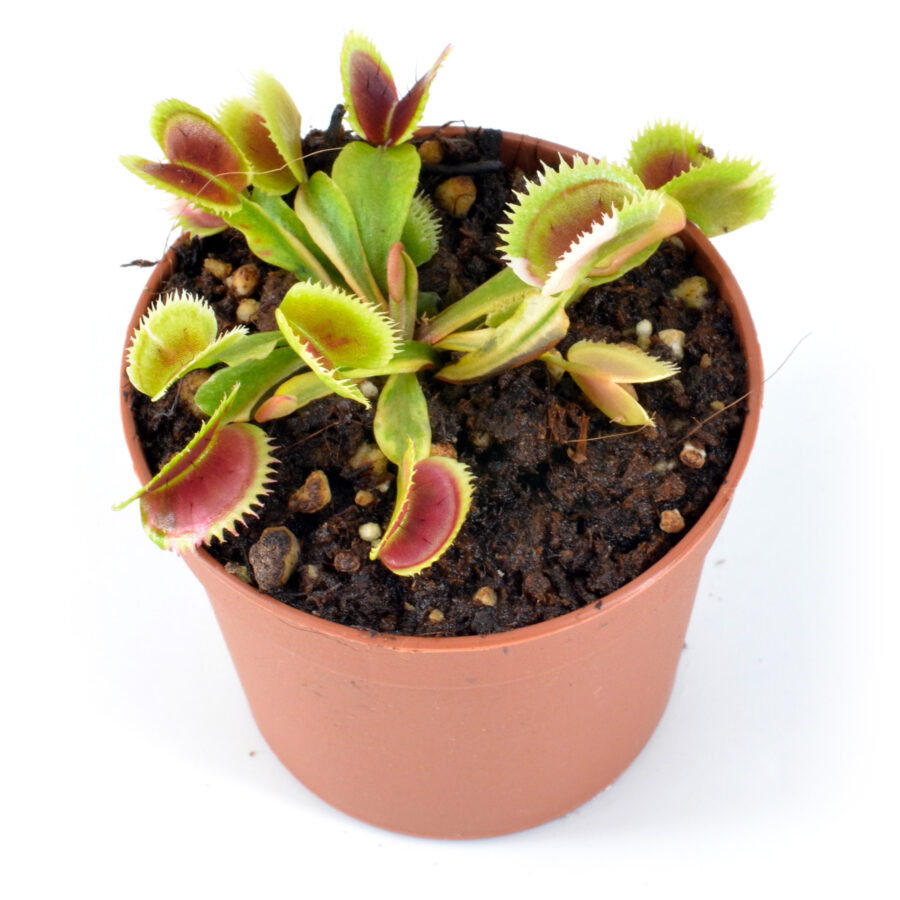 Dionaea muscipula "White Mamba II"