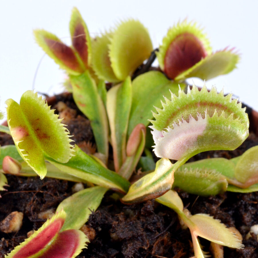 Dionaea muscipula "White Mamba II"