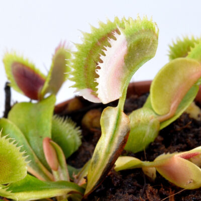 Dionaea muscipula "White Mamba II"