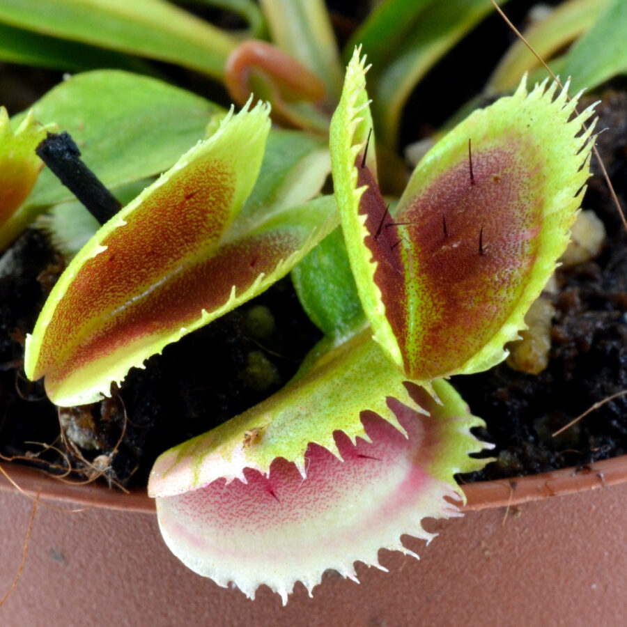 Dionaea muscipula "White Mamba II"