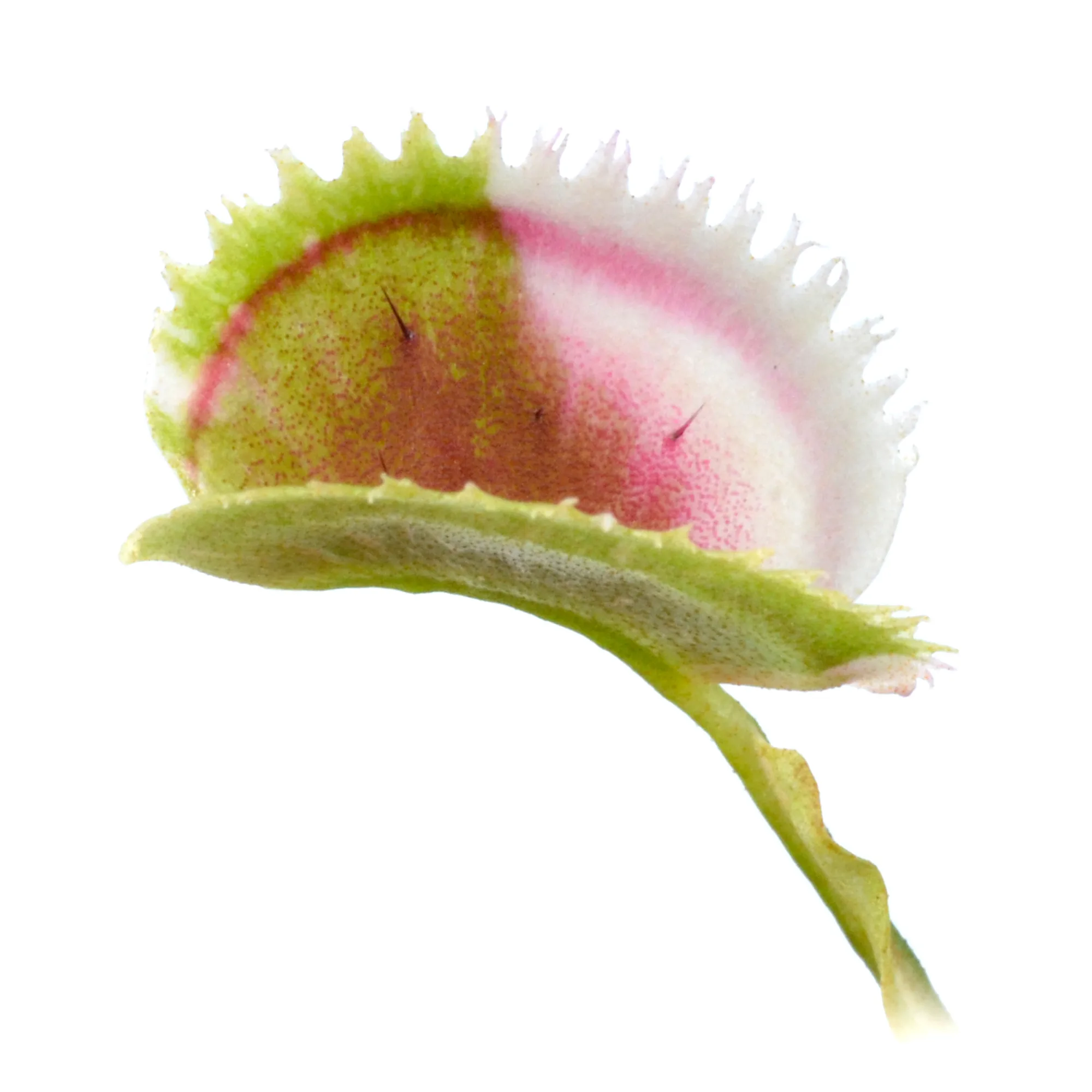 Dionaea muscipula "White Mamba II"