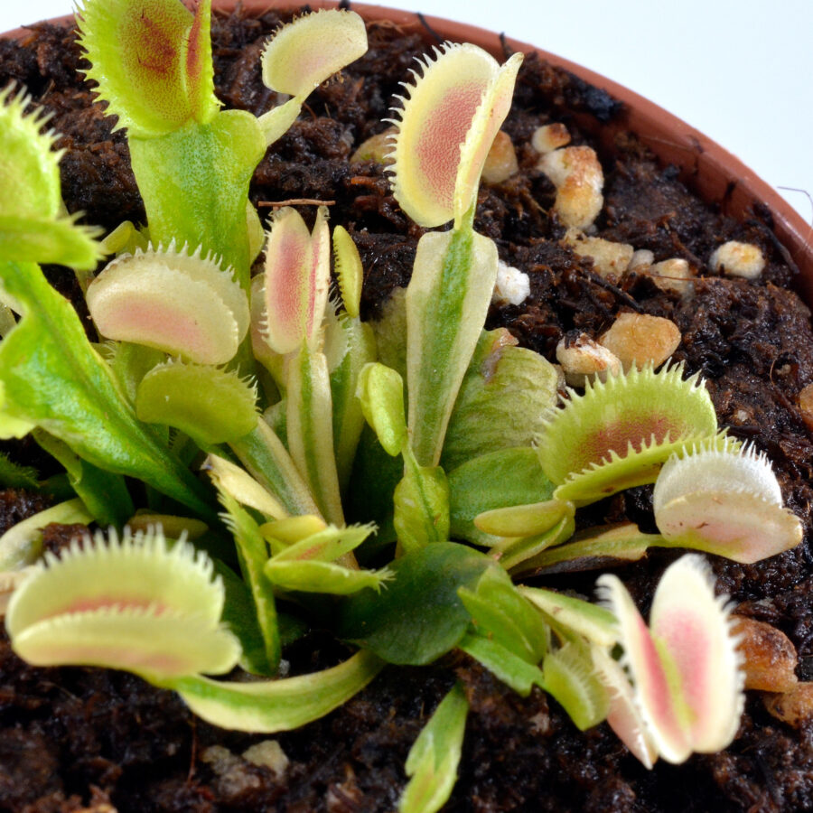 Dionaea muscipula "White Mamba II"
