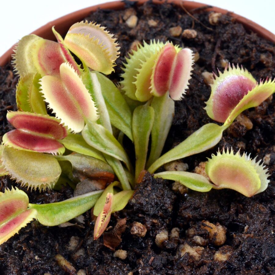 Dionaea muscipula "White Mamba II"