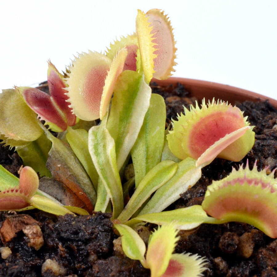 Dionaea muscipula "White Mamba II"