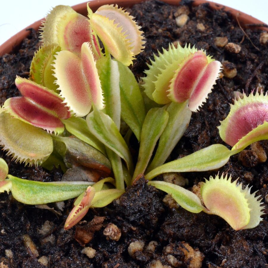 Dionaea muscipula "White Mamba II"