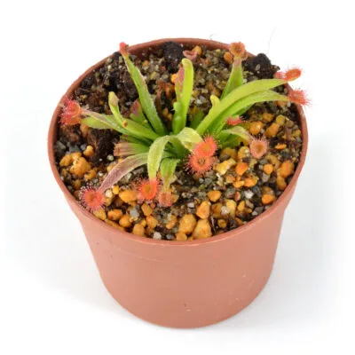 Drosera aff. Lanata [Flyng Fox Creek, Queensland] clone A x aff. Lanata [Flyng Fox Creek, Queensland] clone B