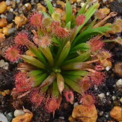 Drosera aff. Lanata [Flyng Fox Creek, Queensland] clone A x aff. Lanata [Flyng Fox Creek, Queensland] clone B