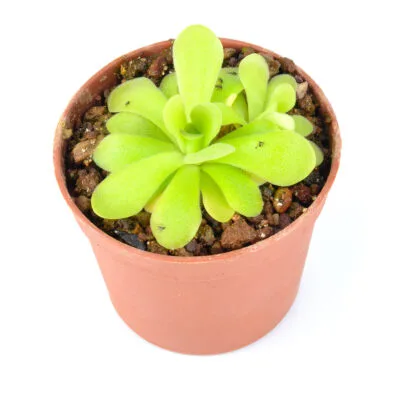 agnata x cyclosecta DFPI3