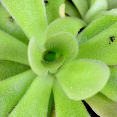 agnata-x-cyclosecta-DFPI3-DSC_0541 agnata x cyclosecta DFPI3