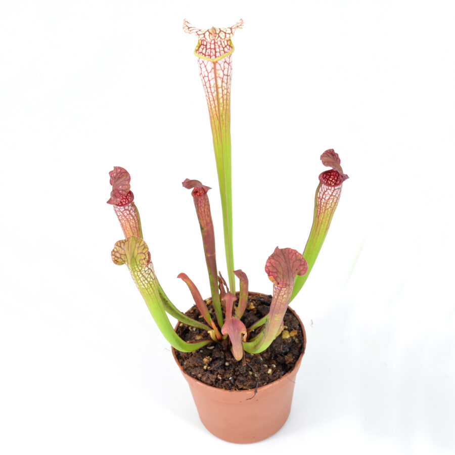 Sarracenia areolata {Very colorful clone, snow white flower (Hans Luhrs), Rogier van Loenen SH07} SX83 x 'Dunes' DFH25 - immagine 2